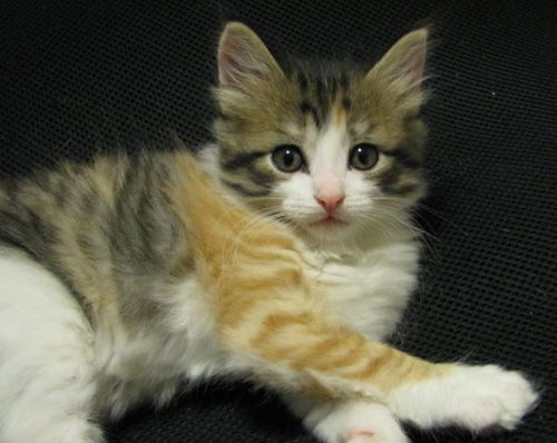 Chloe