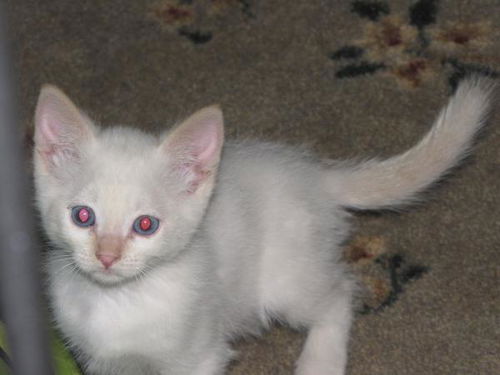 Snowball