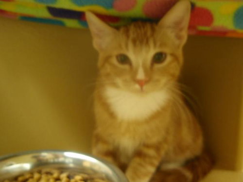 Butterscotch