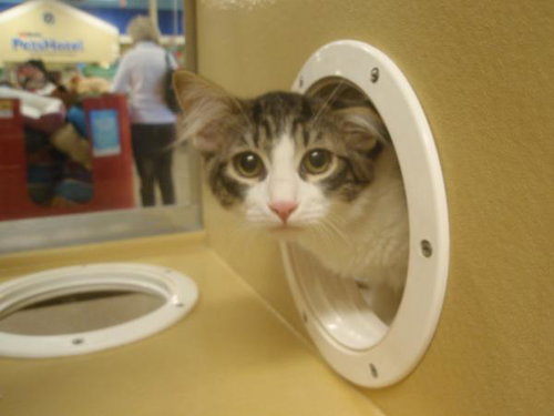 Pouncer