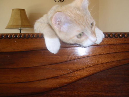 Biscuit