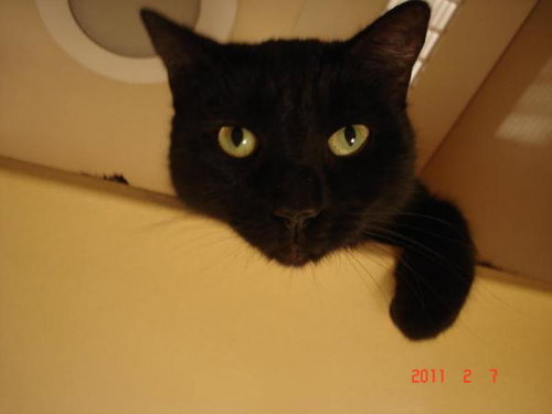 Black Jack