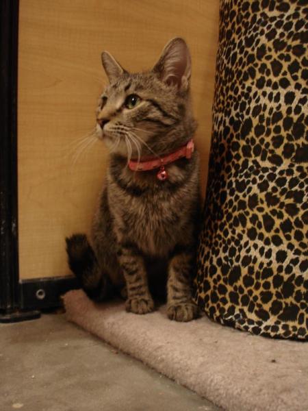 Clarice