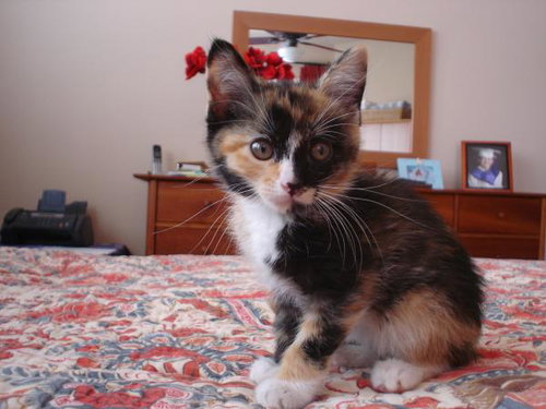 Bella