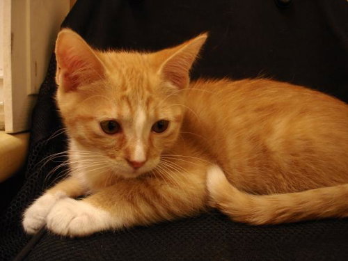 Butterscotch