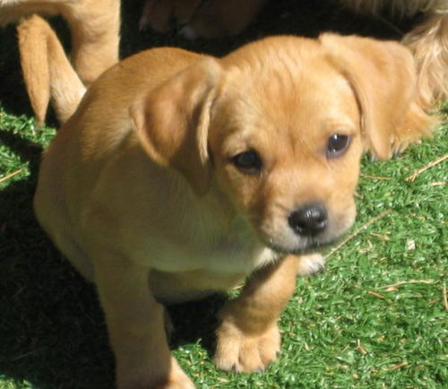 Roxy