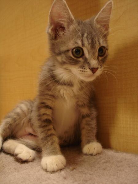 Benni