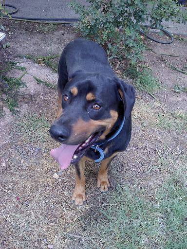 Stryker