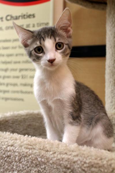 Whiskers