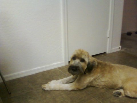 Wilson