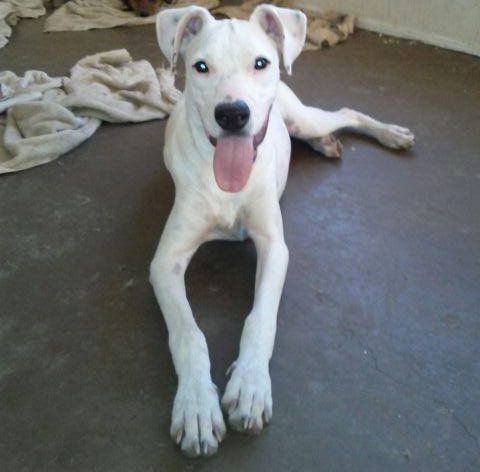 Blanca