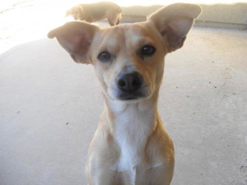 Chico