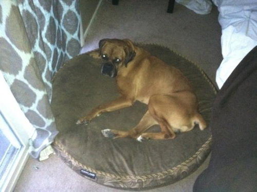 Bruno