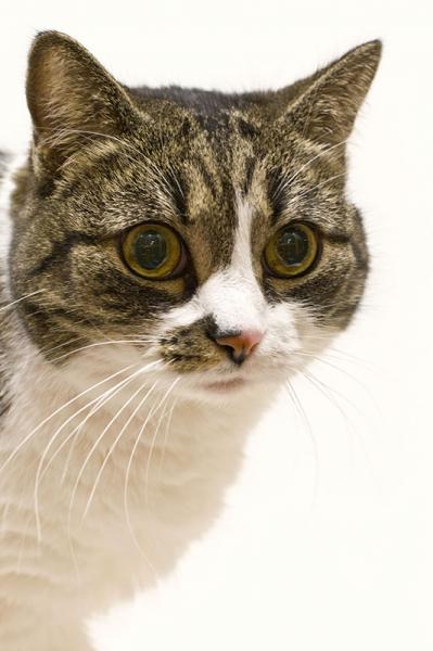 Bootsie