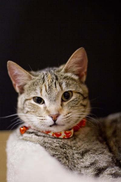 Belle