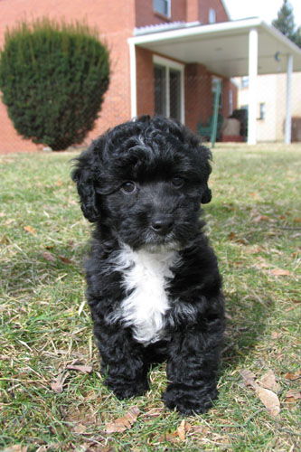 Domino