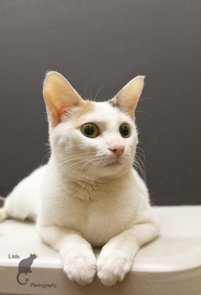 BonBon