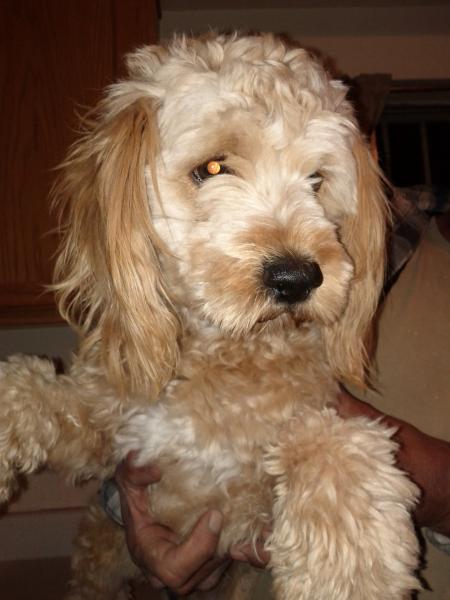 Rudy