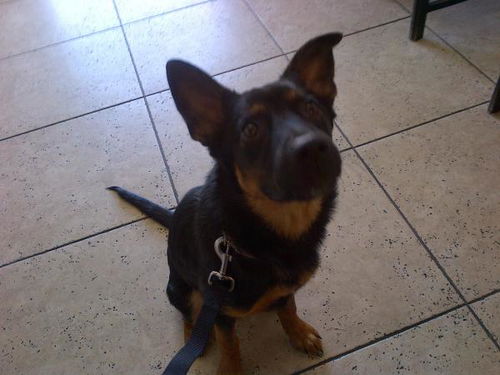 Roxy