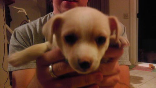 Bolt Junior 