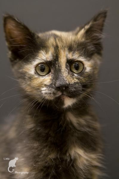 Bella