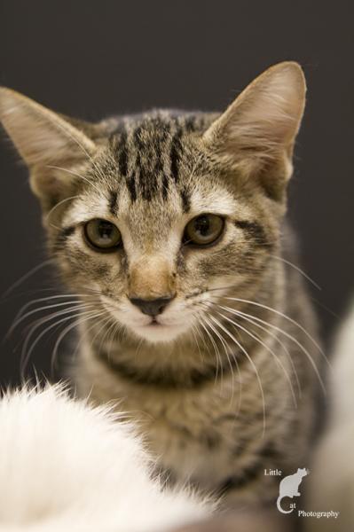 Purr-Scilla