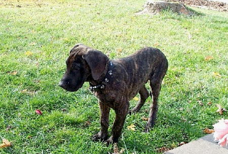 Winston