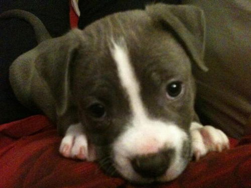 Nugget