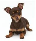 Junior
