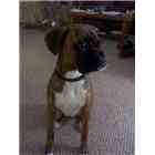 Dozer