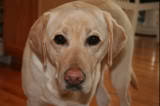 Big Jake