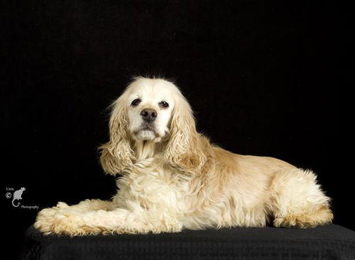 Duchess