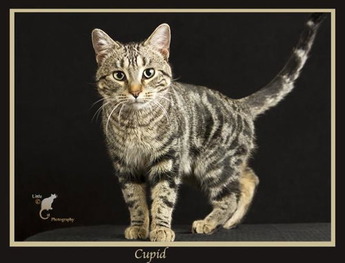 Cupid