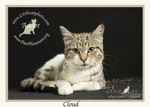 Cloud