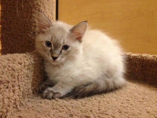Princess Sweetness