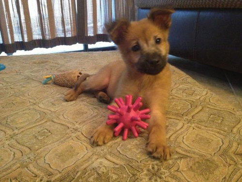 Pom Pom