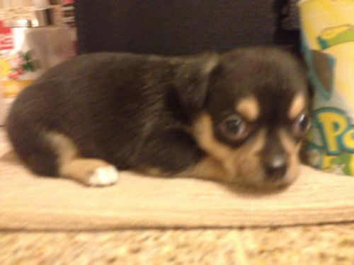 Dexter