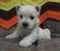 Winston