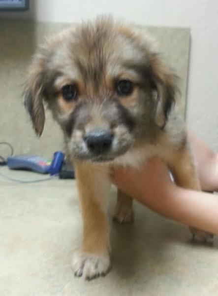 Romeo