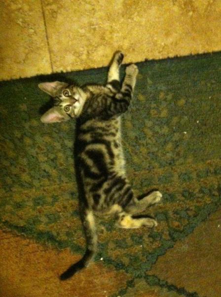 Cheech