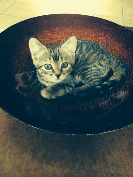 Willow