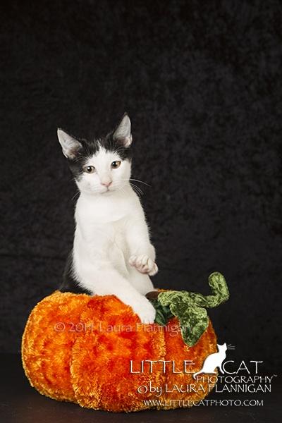 Boo