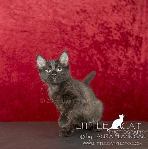 Binx