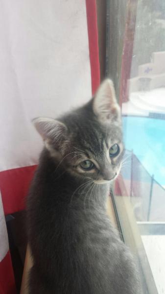 Stella