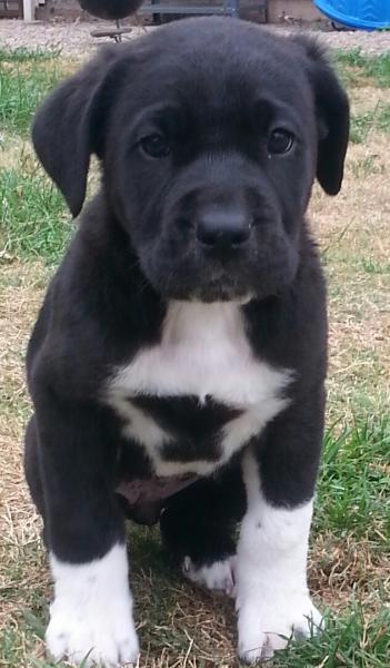 Rosie