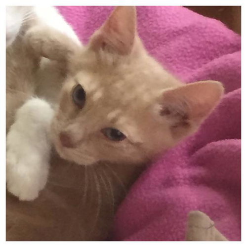 Bowie