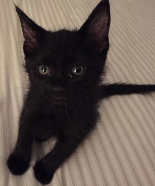 Sir Pounce