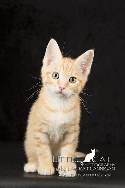 Cheddar