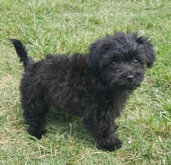 Poodle maltese deals mix black