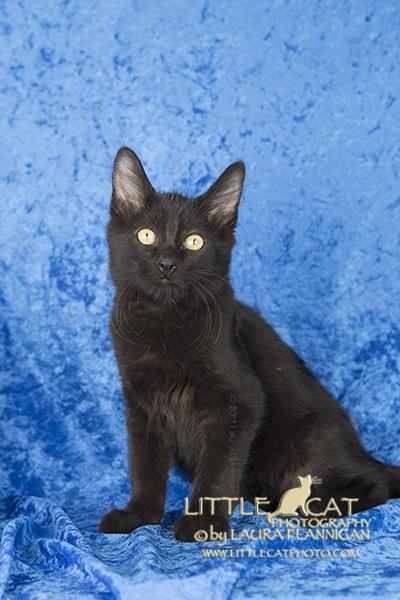 Sirius